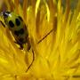 A Cucumber Beetle on an invasive weed, the Star Thistle (Centaurea solstitialis).